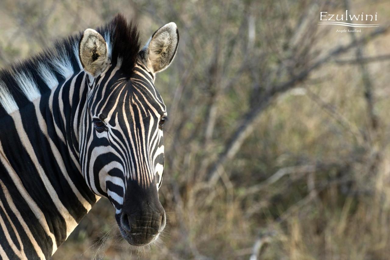 Ezulwini Game Lodges Mica Dış mekan fotoğraf
